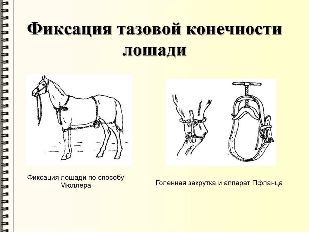 Фиксация животных презентация