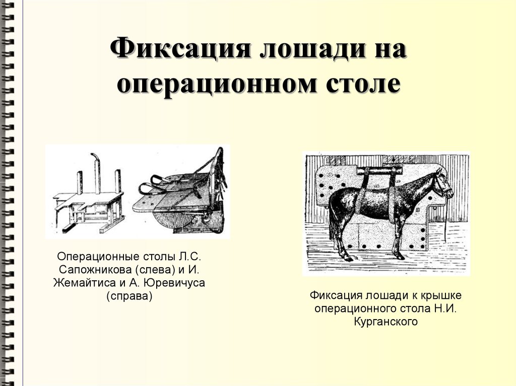 Фиксация животных презентация