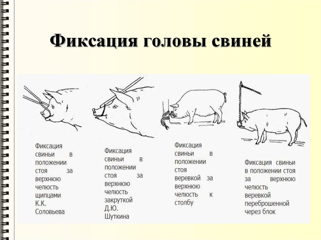 Фиксация животных презентация