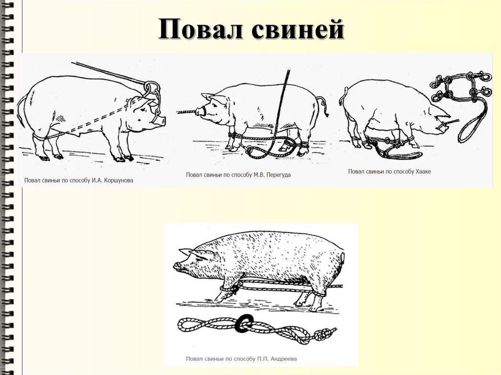 Как колоть свинью в сердце схема правильно