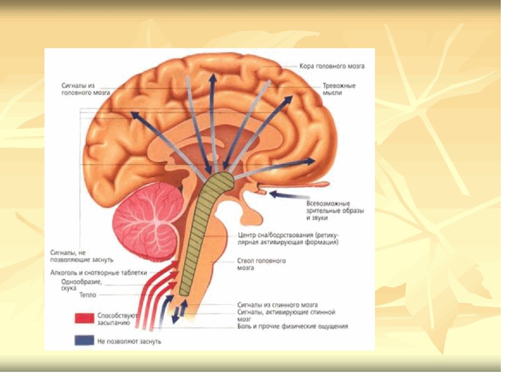 Функции головного мозга в нервной системе. Роль ЦНС В регуляции функций. Роль различных отделов ЦНС В регуляции физиологических функций. Отделов ЦНС В регуляции физиологических функц. Роль различных отделов ЦНС В регуляции физиологических функц.