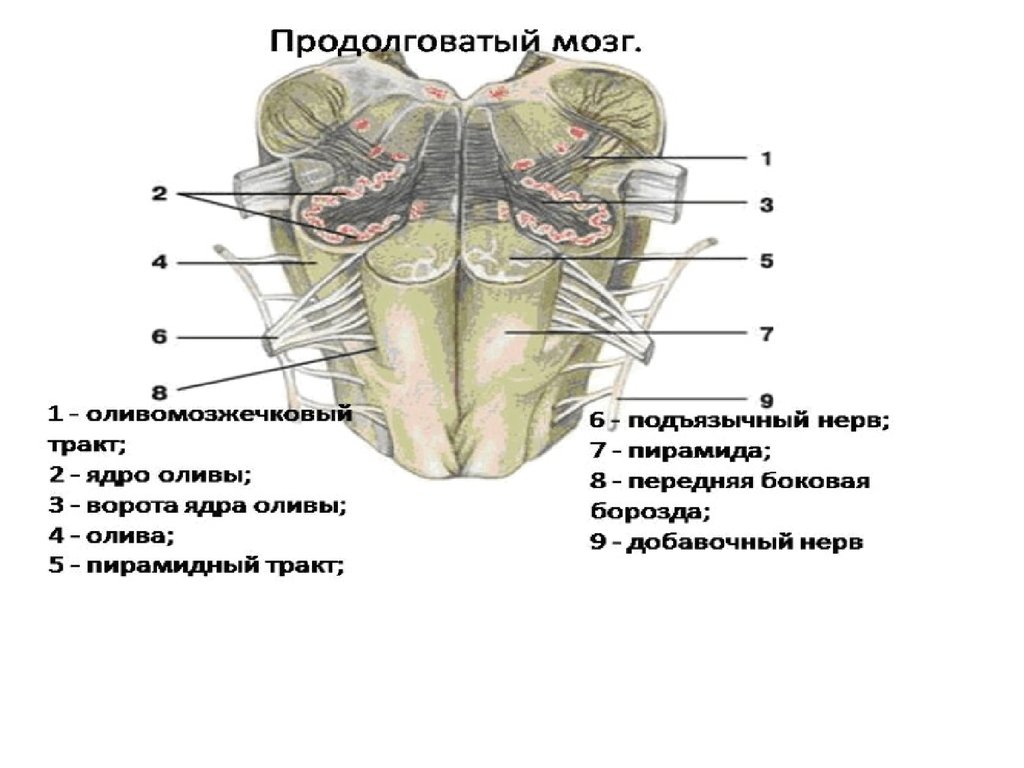 Строение продолговатого. Передняя боковая борозда продолговатого мозга. Строение пирамид продолговатого мозга. Ядро оливы. Олива мозга.