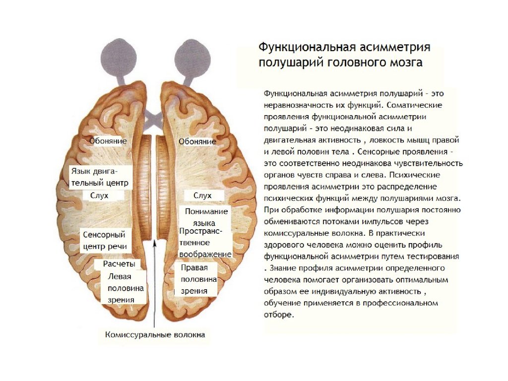 Функциональные особенности мозга. Теория функциональной асимметрии полушарий. Функциональная асимметрия мозга функции полушарий. Функциональная межполушарная асимметрия головного мозга это. Асимметрия полушарий головного мозга.