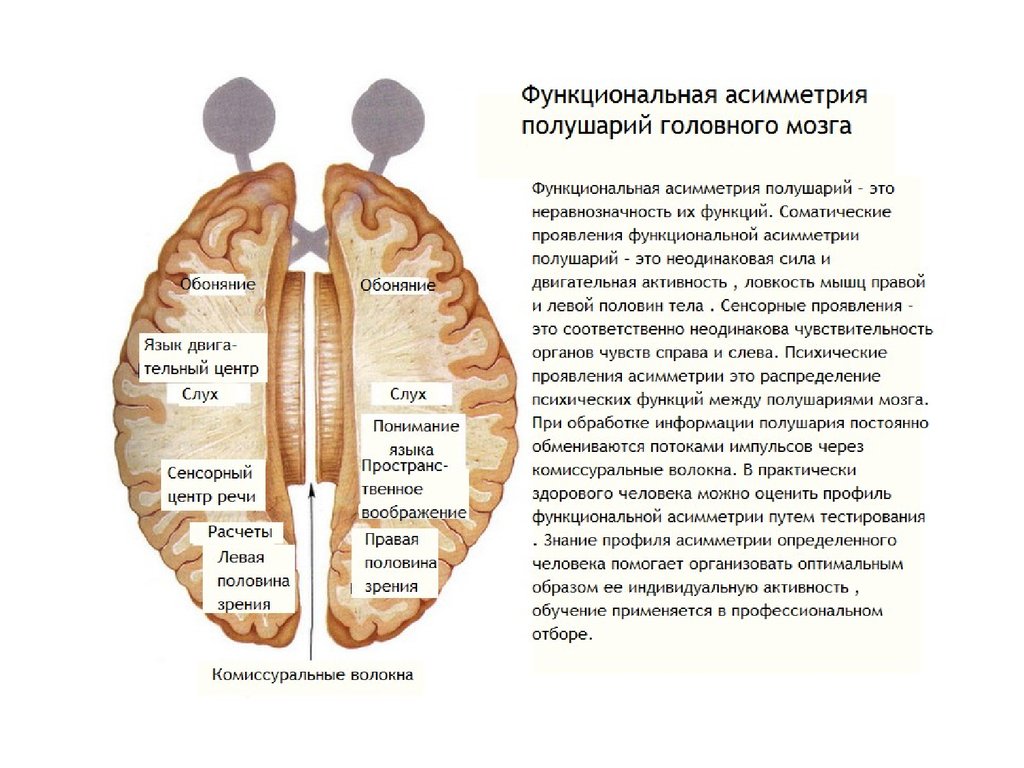 Функциональные теории мозга. Теория функциональной асимметрии полушарий. Функциональная асимметрия мозга функции полушарий. Функциональная межполушарная асимметрия головного мозга это. Асимметрия полушарий головного мозга.