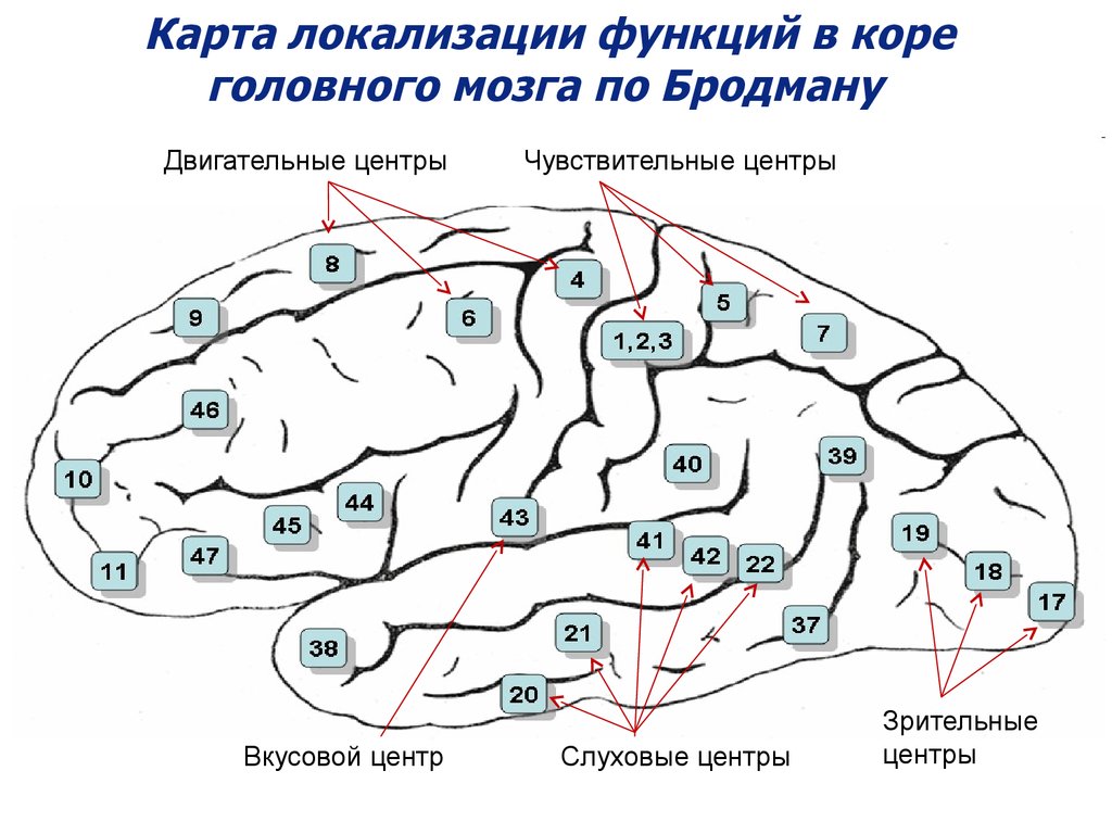 Локализация функций головного. Карта локализации функций в коре головного мозга по Бродману. Карта полей мозга по Бродману. Отдел коры головного мозга и поле Бродмана. Карта цитоархитектонических полей коры головного мозга Бродмана.