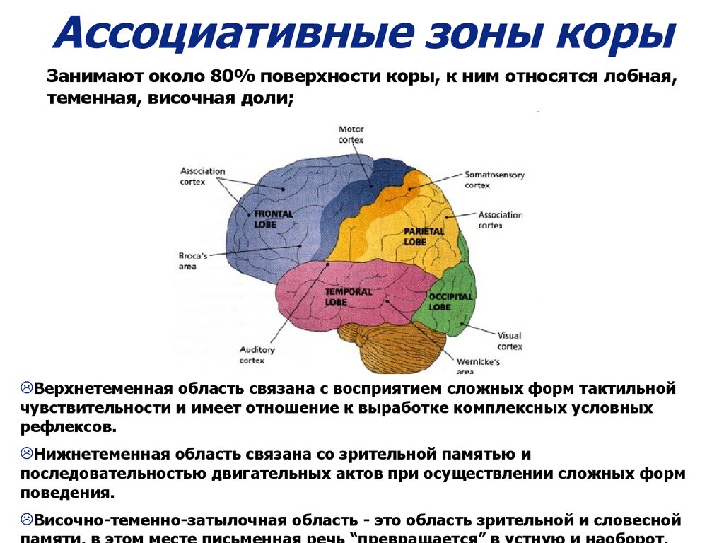 Основные зоны коры мозга. Ассоциативные зоны коры функции. Ассоциативная зона коры головного мозга. Функции ассоциативной теменной коры.