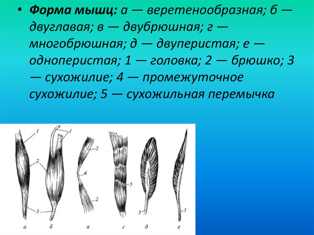 Формы мышц. Мышцы веретенообразной формы. Веретенообразная мышца. Формы скелетных мышц.