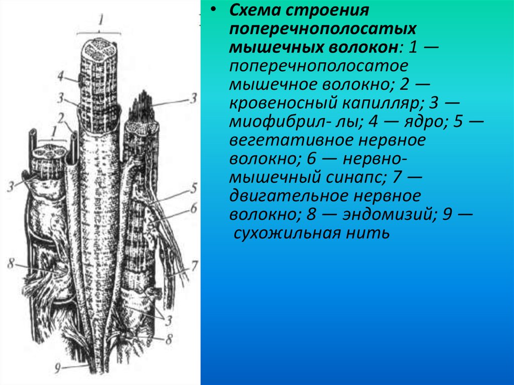 Строение поперечно. Строение поперечно полосатого волокна. Схема поперечно полосатого мышечного волокна. Структура поперечно полосатого мышечного волокна. Схема строения поперечнополосатого мышечного волокна.