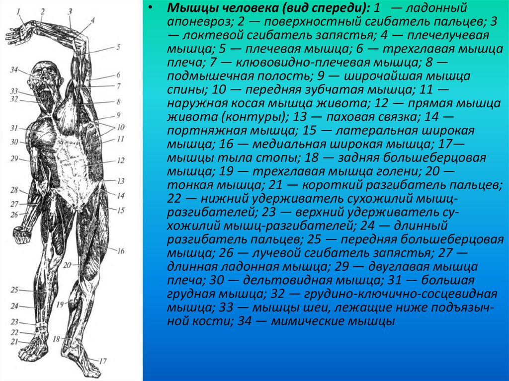 Спастичность скелетных. Мышцы человека. Мышцы человека вид спереди. Мышцы человека схема с названиями.
