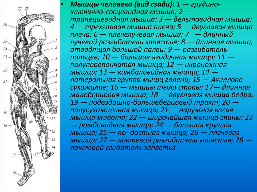 Какой цифрой на рисунке обозначены мышцы сгибающие и вращающие туловище вокруг продольной оси