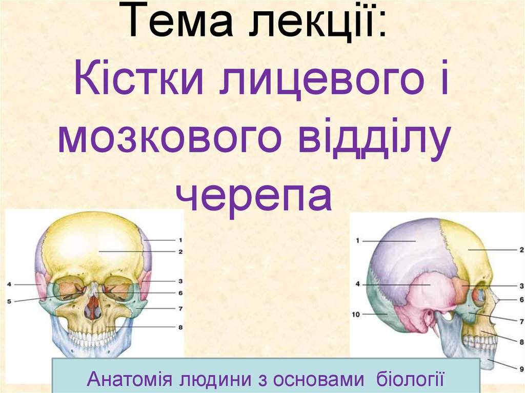 Тема лекції: Кістки лицевого і мозкового відділу черепа