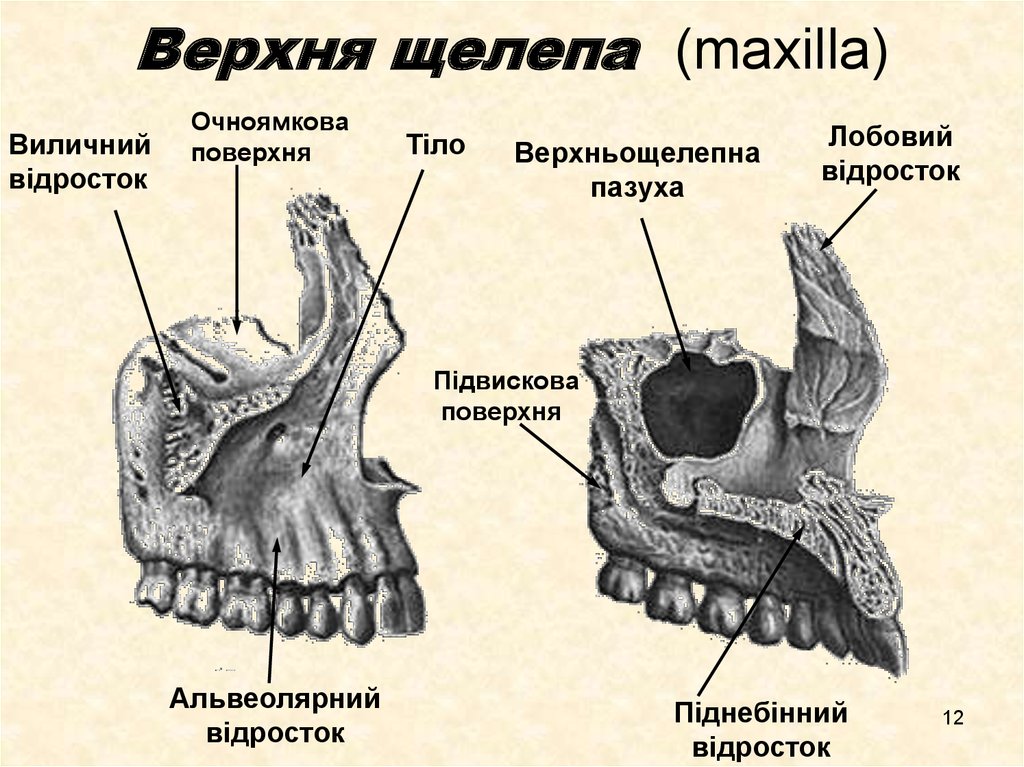 Клыковая ямка. Клыковая ямка верхней челюсти. Верхняя челюсть сбоку. Верхняя челюсть анатомия Синельников. Верхняя челюсть вид сбоку.