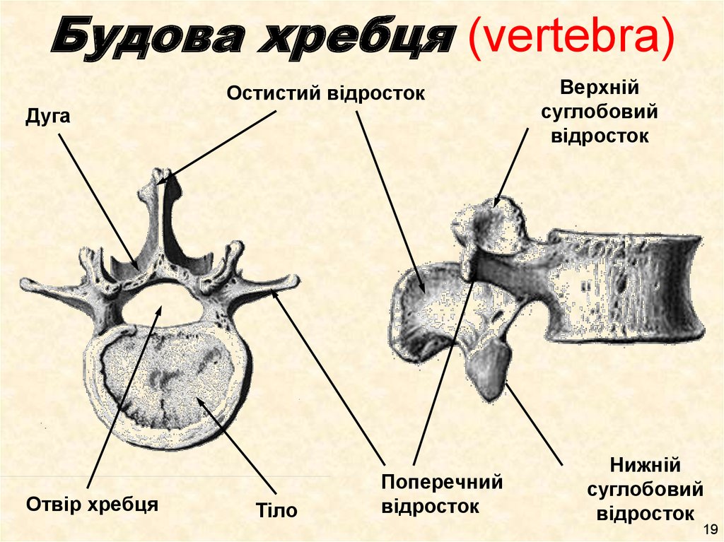 Будова хребця (vertebra)