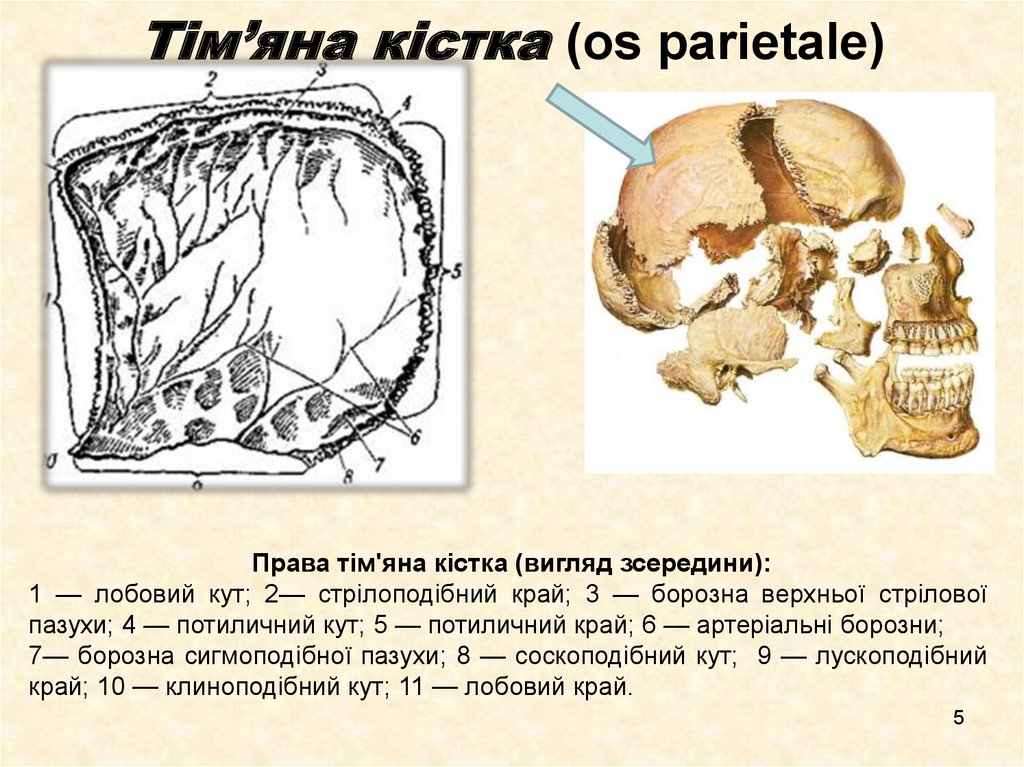 Тім’яна кістка (os parietale)