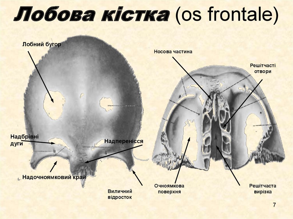 Лобова кістка (os frontale)