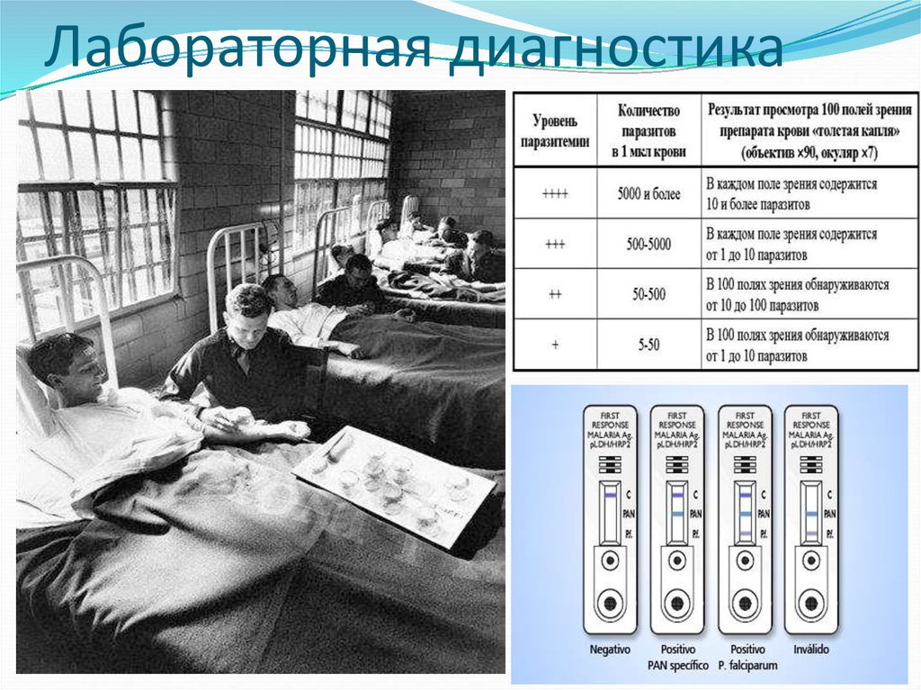 Лабораторная диагностика малярии. Лабораторная диагностика в 1950 году. Сколько полей зрения на малярию. Малярия в Сочи история.