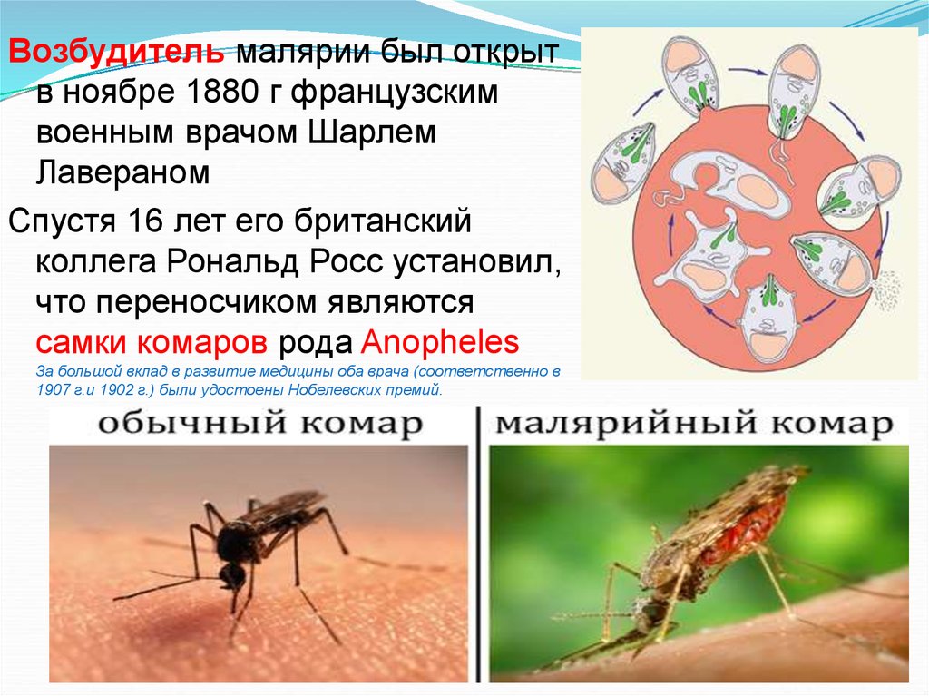 Почему для борьбы с малярией. Малярия возбудитель малярийный комар. Малярийный комар возбудитель переносчик. Переносчик возбудителя малярийного плазмодия. Возбудитель малярии в Комаре.