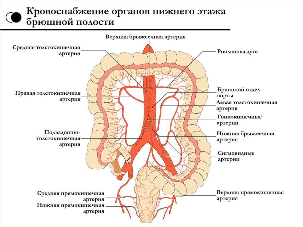 Кровоснабжение толстой кишки схема