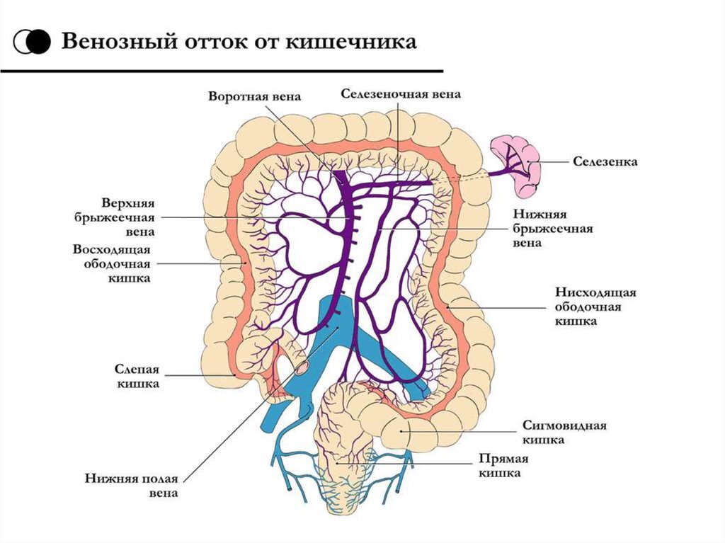 Верхняя брыжеечная артерия схема