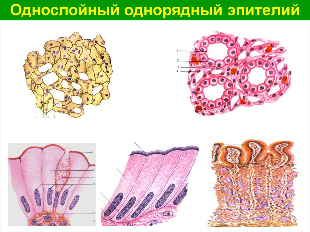 Эпителиальная ткань рисунок. Однослойный одноядерный эпителий. Однослойный плоский цилиндрический эпителий. Однослойный однорядный цилиндрический эпителий. Эпителий покровный однослойный однорядный.