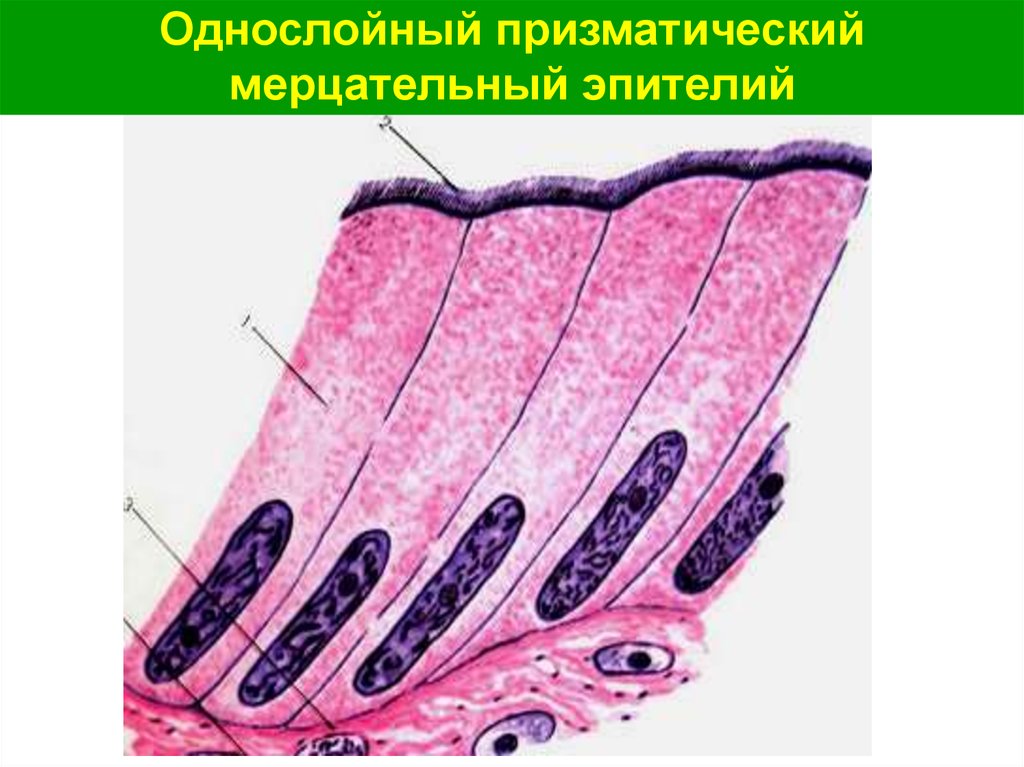 Многоядерные ткани. Многорядный призматический мерцательный эпителий. Однослойный призматический мерцательный эпителий. Однослойный многоядерный мерцательный эпителий. Многорядный цилиндрический мерцательный эпителий.