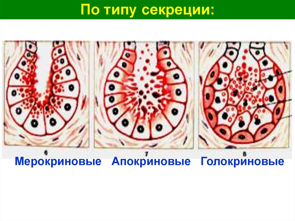 Секреция железистого эпителия. Железистый мерокриновый эпителий. Апокриновый мерокриновый и голокриновый Тип секреции. Голокриновый Тип секреции. Тип секреции желез апокриновый мерокриновый голокриновый.