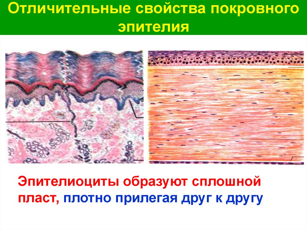 Эпителиоциты. Покровный эпителий. Сплошные пласты эпителия. Сплошные пласты.