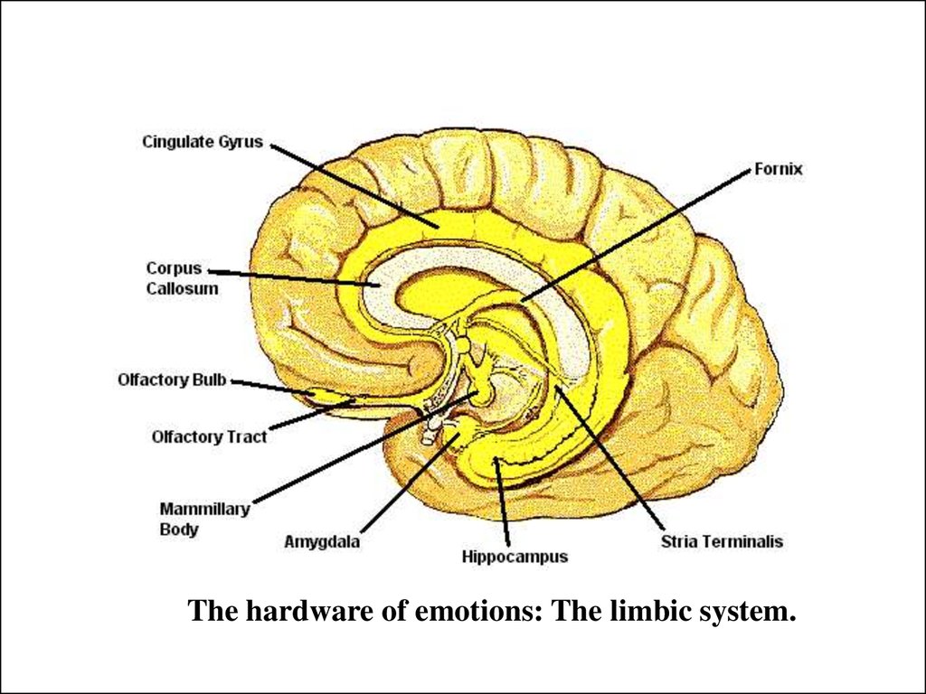 Лимбическая система схема