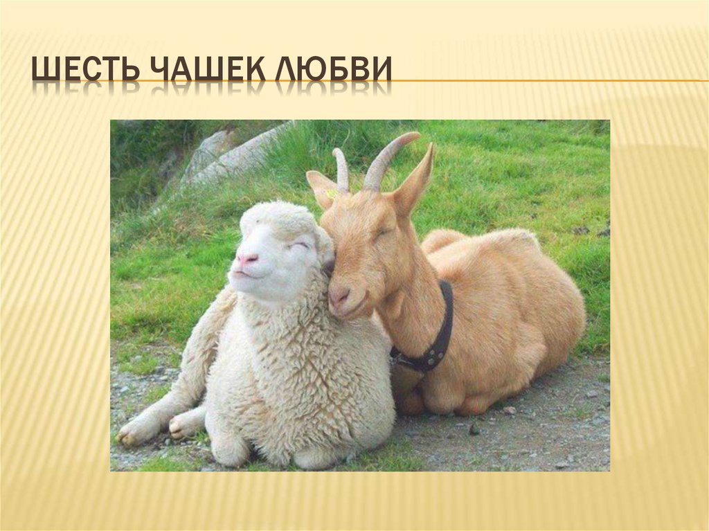 Шесть чашек ЛЮБВИ