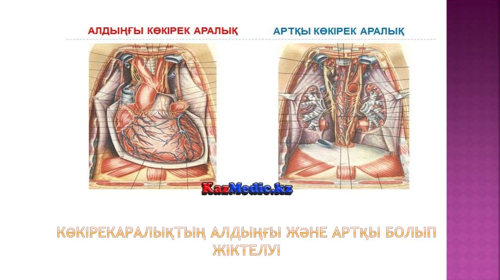 Көкірекаралықтың алдыңғы және артқы болып жіктелуі