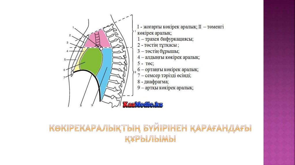 Көкірекаралықтың бүйірінен қарағандағы құрылымы