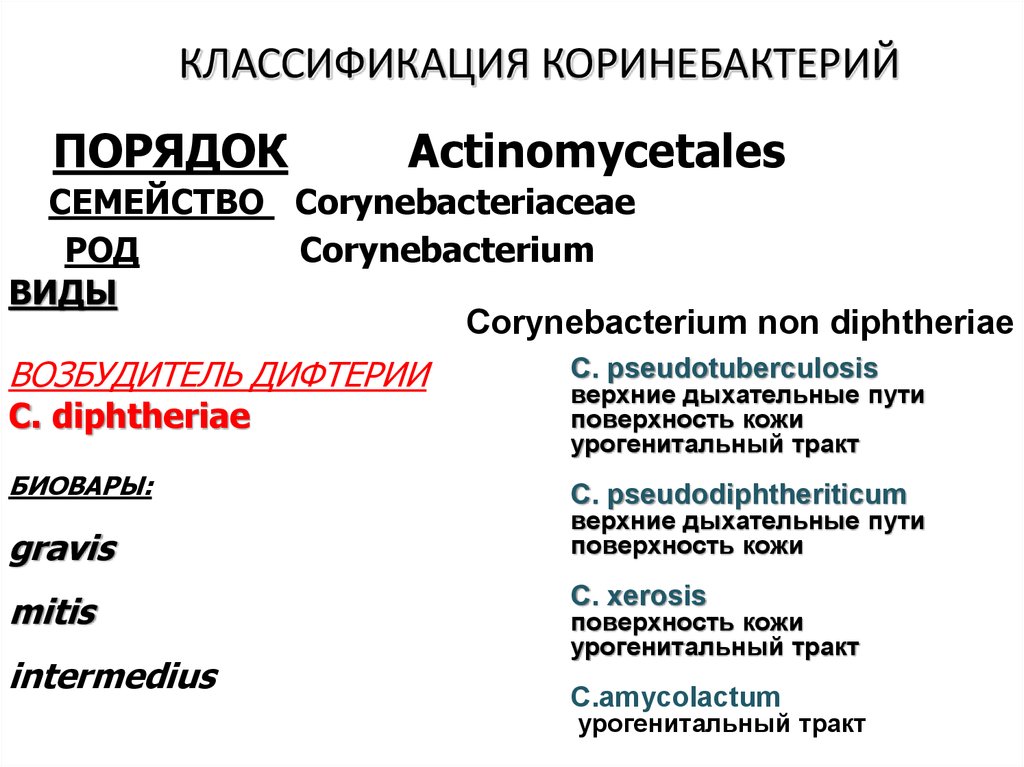 Классификация род. Дифтерия классификация возбудителя. Коринебактерия дифтерии классификация. Corynebacterium классификация. Коринебактерии дифтерии классификация.