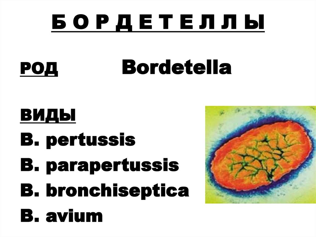 Бордетелла бронхисептика. Bordetella bronchiseptica у человека. Структура Bordetella pertussis. Вид — Bordetella pertussis. Биоплёнка бордетеллы бронхисептики.