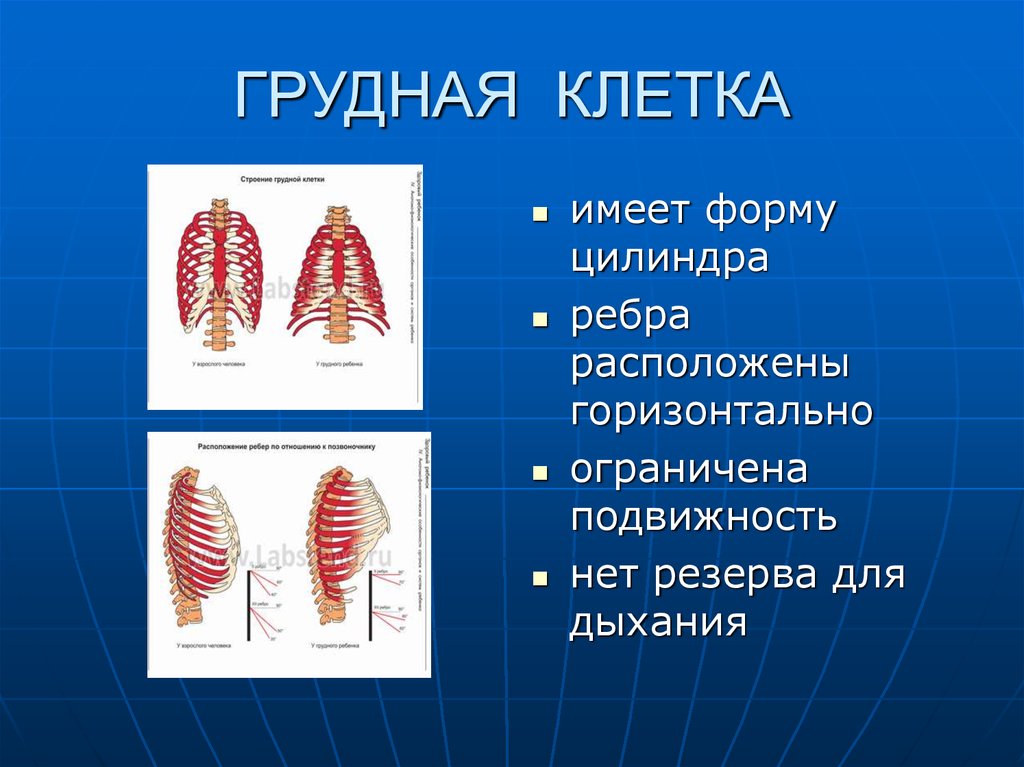 Грудная клетка у детей. Коническая форма грудной клетки. Цилиндрическая грудная клетка. Грудная клетка имеет форму. Имеют грудную клетку.