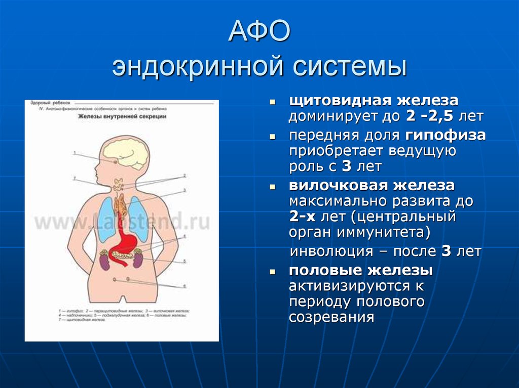 Анатомо физиологические основы. Афо органов эндокринной системы у детей. Афо эндокринная система у детей грудного возраста. Железы внутренней секреции у детей. Анатомо-физиологические особенности эндокринной системы.