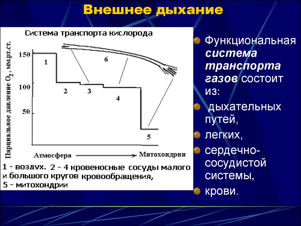 Внешнее дыхание презентация