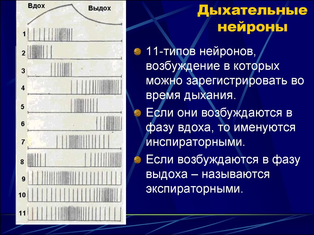 Нейроны дыхания. Классификация дыхательных нейронов. Классификация дыхательных нейронов, их роль. Классификация дыхательных нейронов по паттерну активности. Классификация нейронов дыхательного центра.