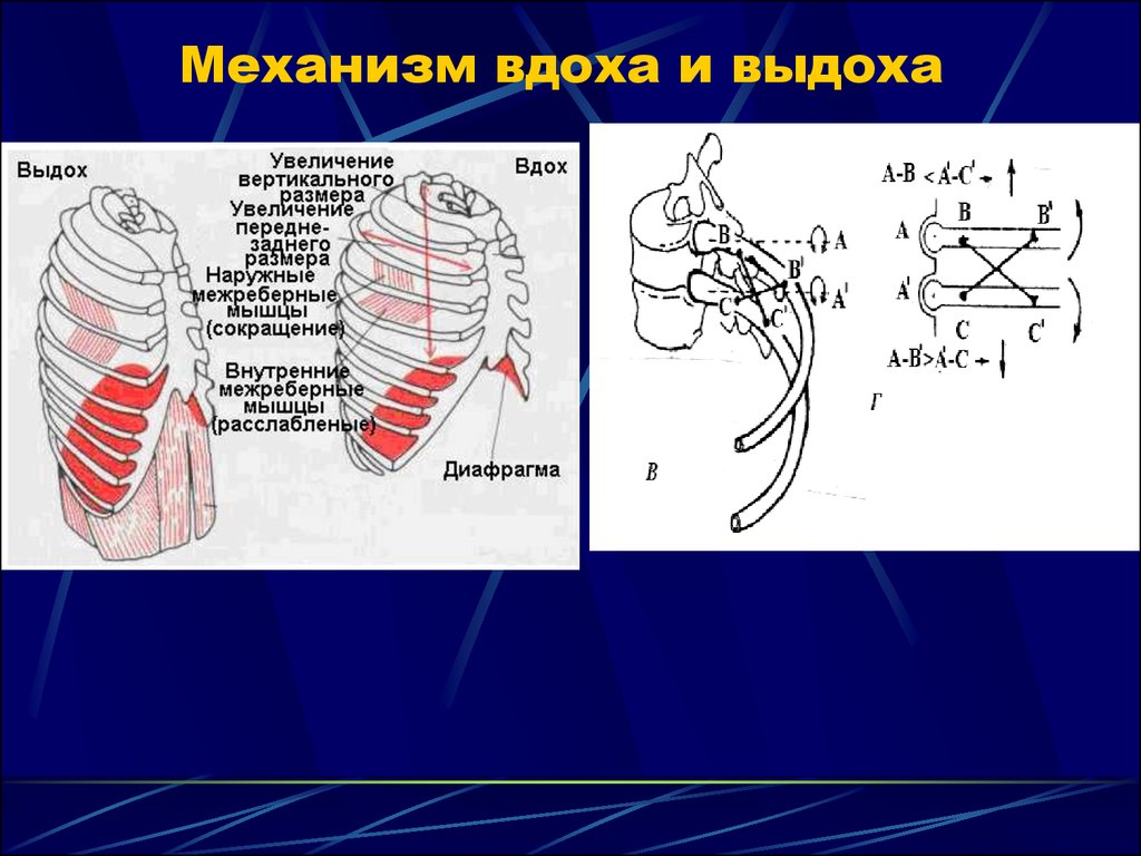 Какой буквой на рисунке обозначена дыхательная мышца диафрагма