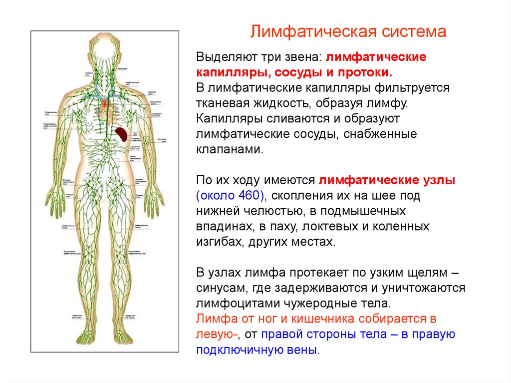 Лимфа включает. Схема строения лимфоидной системы человека. Функции лимфатической системы человека схема. Основные структуры лимфатической системы. Схема лимфатической системы человека полная.