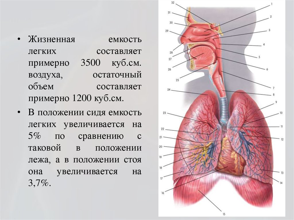 Увеличение легких