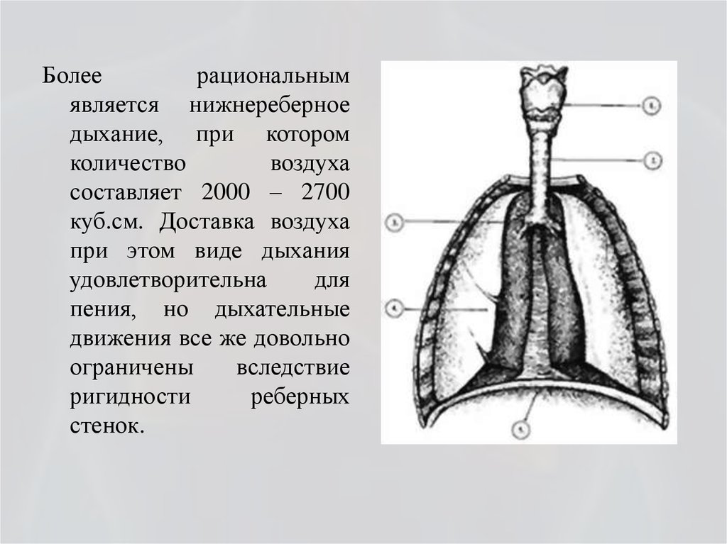 Типы органов дыхания. Нижнереберное дыхание. Наиболее рациональное дыхание. Дыхательная система в пении. Объём воздуха в дыхательной системе.