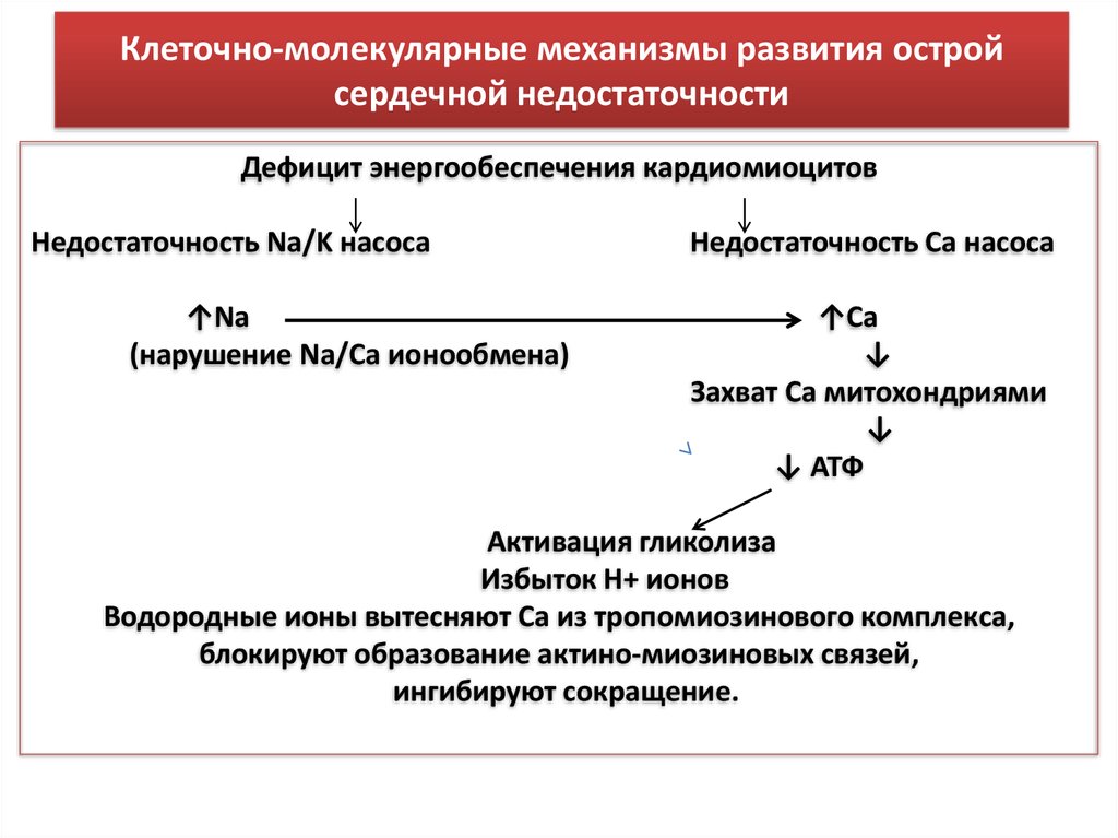 Молекулярные механизмы