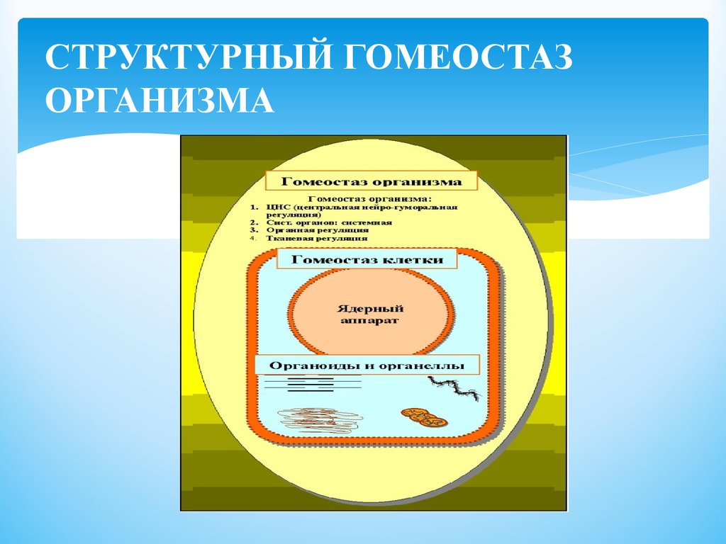 Гомеостаз презентация анатомия