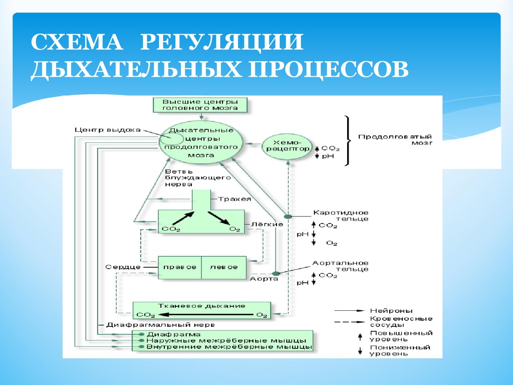 Схема регуляции. Схема процесса дыхания. Регуляция дыхания схема. Схема саморегуляции дыхания.