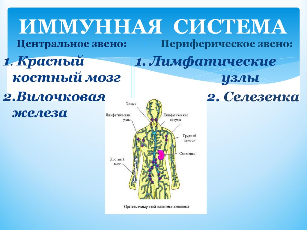 Иммунная система механизм. Иммунная система организма структура и функции. Строение иммунной системы человека схема. Иммунная система человека. Центральные органы иммунной системы. Функции иммунной системы человека анатомия.