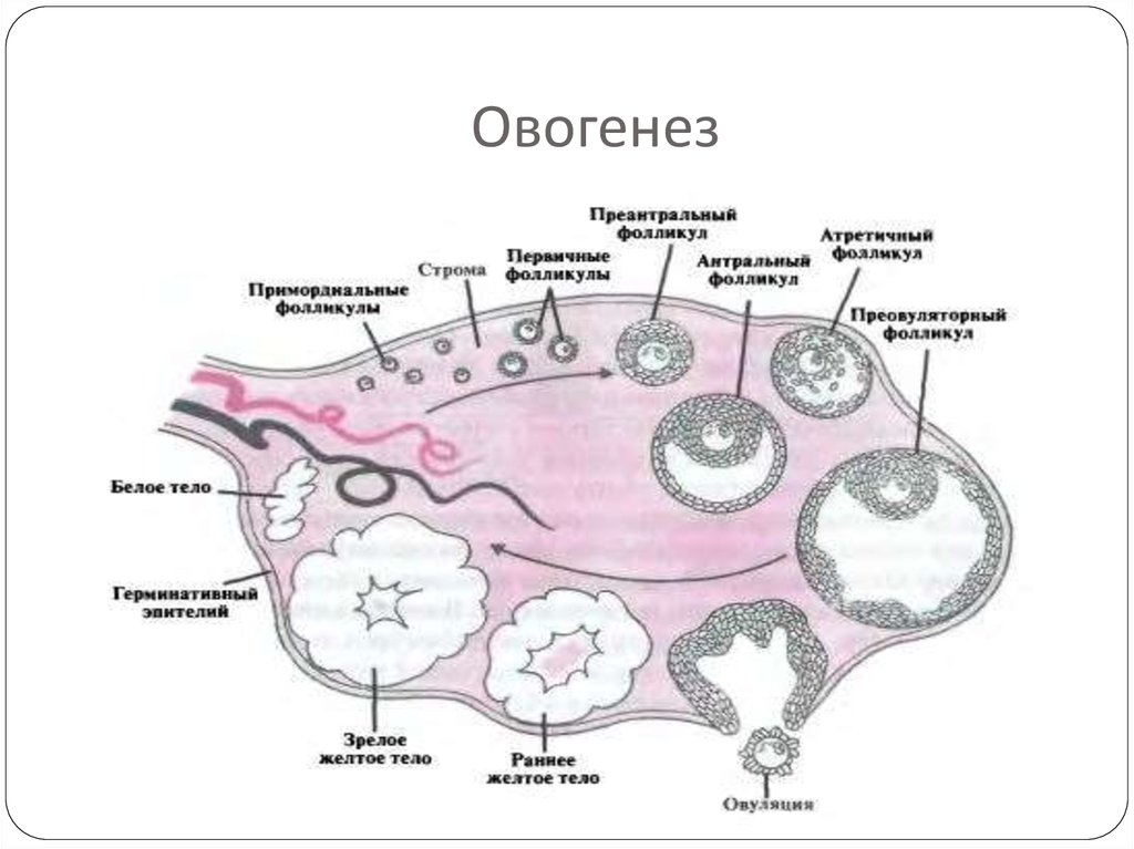 Фолликулы для зачатия. Фазы созревания яйцеклетки схема. Строение яичника и овогенез. Яйцеклетка схема овогенеза. Схема развития фолликулов яичника анатомия.