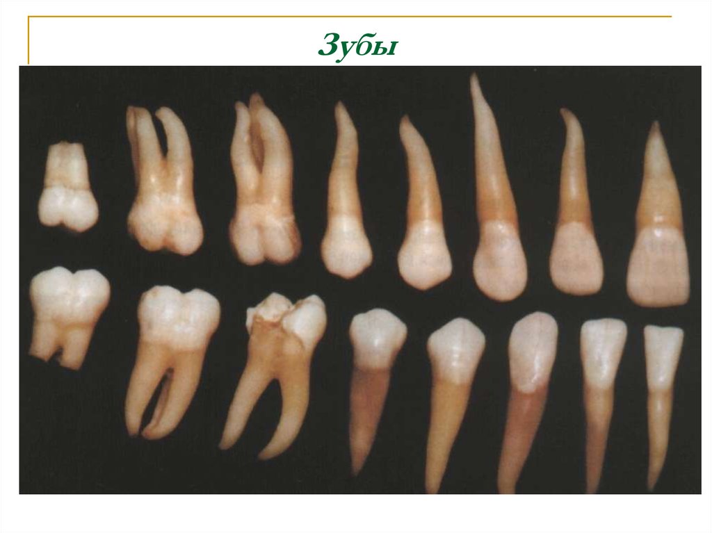 Как называются корни зубов. Гетчинсоновские резцы. Молочный клык верхней челюсти.