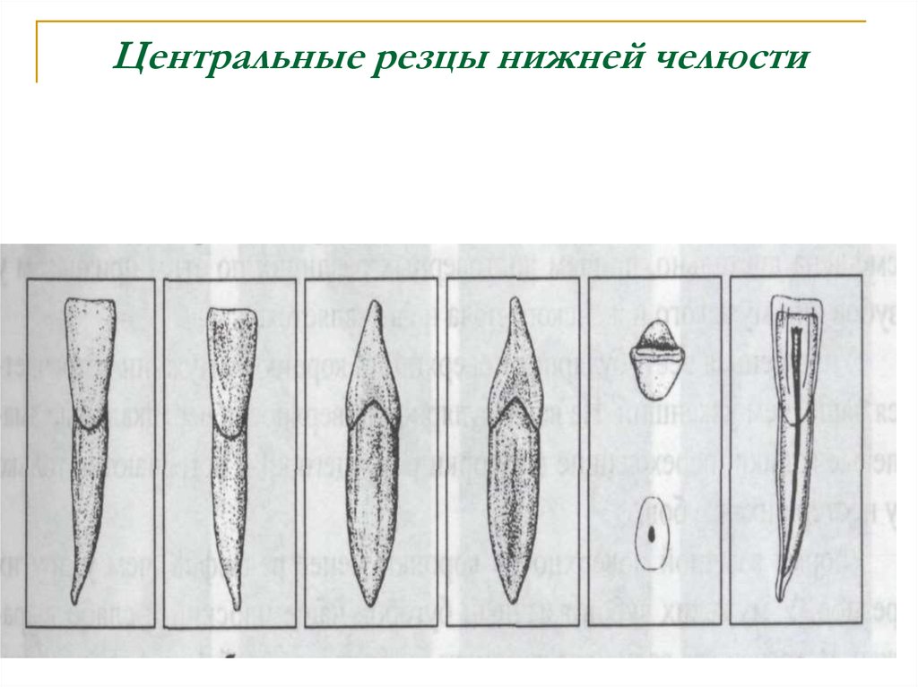 Нижних резцов. Центральный резец нижней челюсти анатомия. Поверхности центрального резца нижней челюсти. Нижний Центральный резец анатомия. Нижний Центральный резец нижней челюсти.