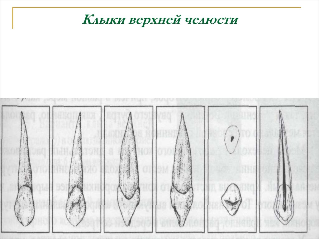 Верхний клык. Строение клыка верхней челюсти. Клык верхней челюсти анатомия. Клык верхней челюсти правый. Анатомия клыка верхней челюсти Ломиашвили.