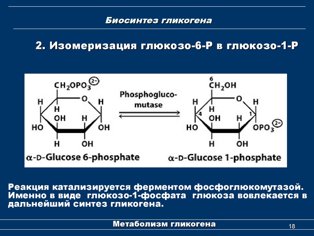 Биосинтез гликогена